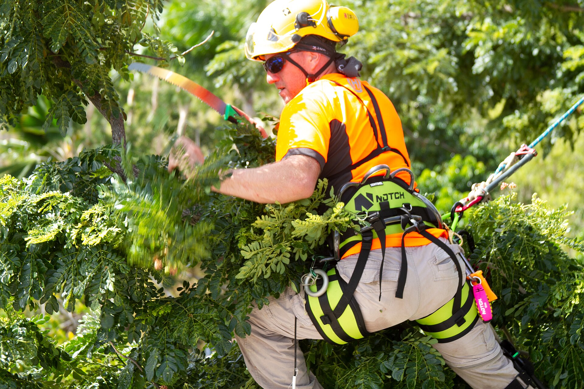 Arborista trepando con cuerda para podar un árbol de gran porte