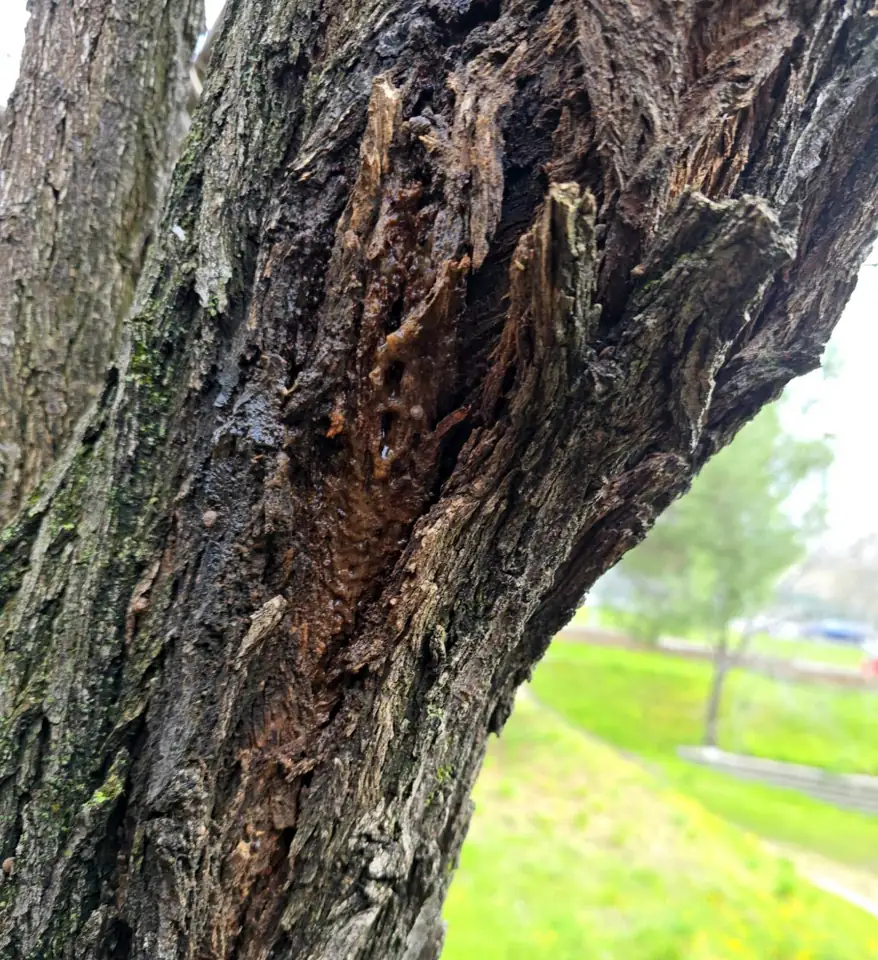 Tronco con la corteza abierta y exudado oscuro que sale de la madera