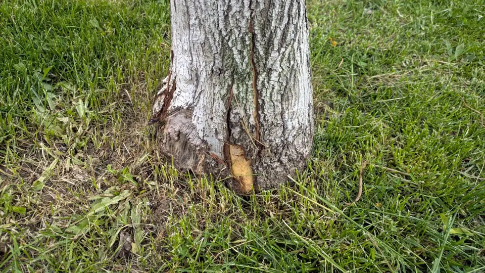 Grieta vertical y corteza arrancada en la base del tronco de un árbol en césped