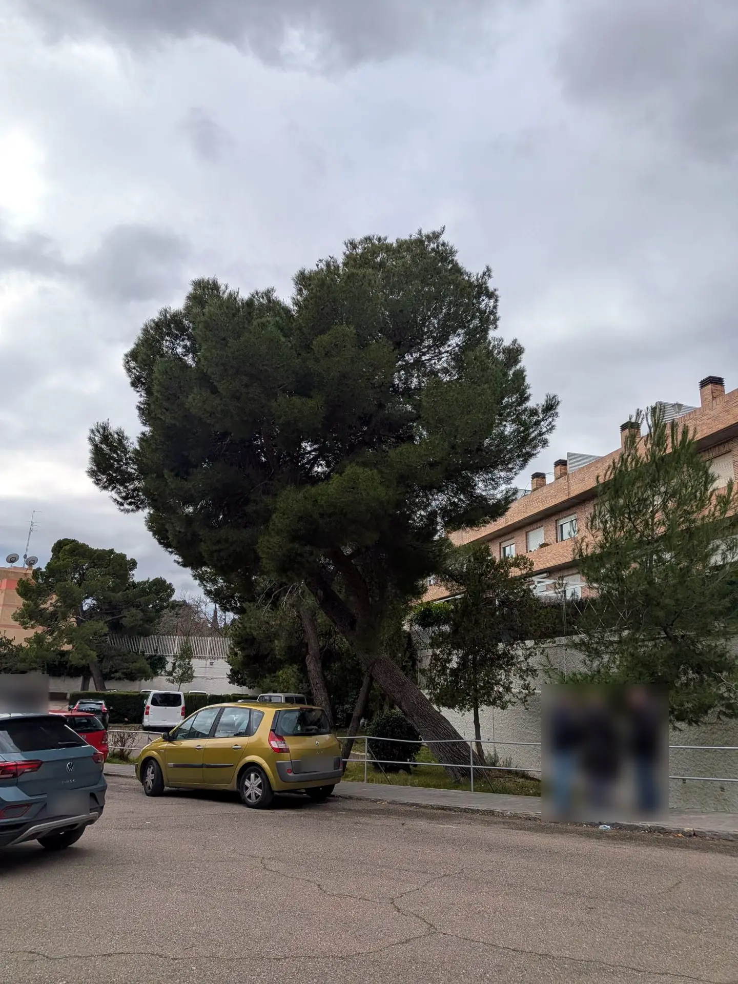 Pino carrasco muy inclinado sobre la acera de una zona residencial