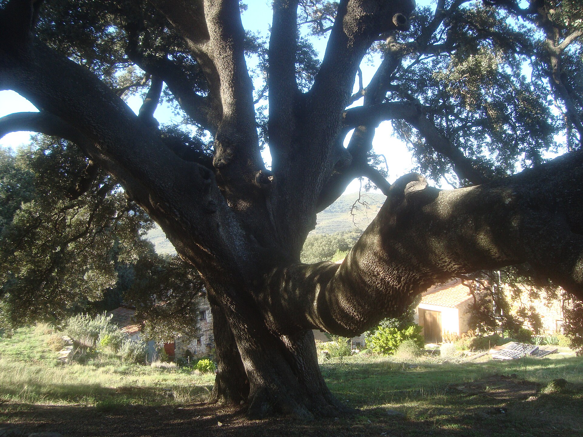 Árbol de gran porte con el tronco y las ramas principales a la vista